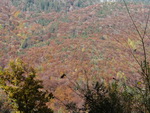 Herbstwald am Holzstaufen (1352 m) von der Nonner Au aus gesehen.